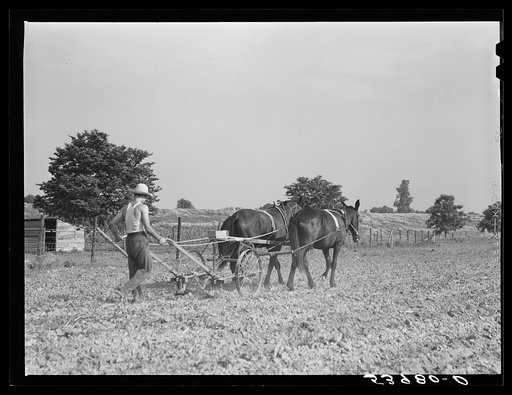 Untitled photo, possibly related to: W.D. Anglin cultivating his corn with his pair of mares. Transylvania Project, Louisiana