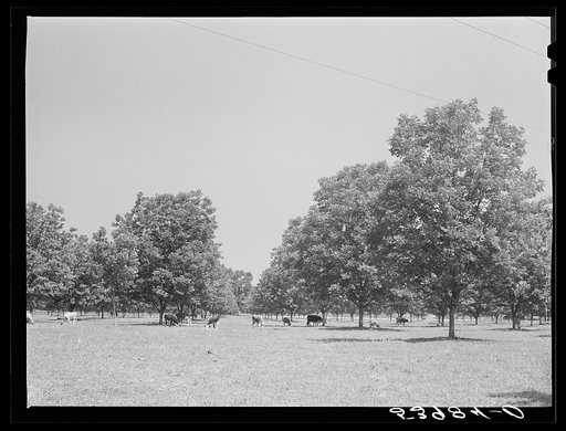 Untitled photo, possibly related to: The pecan grove and some of the livestock owned cooperatively by the project association. Transylvania Project, Louisiana