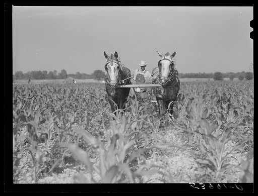 W.D. Anglin cultivating his corn with his pair of mares. Transylvania Project, Louisiana