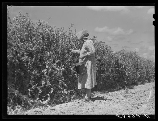 Untitled photo, possibly related to: Mrs. Mattie Hart, mother-in-law of John M. Washam, picking English peas out of their home garden. Transylvania Project, Louisiana