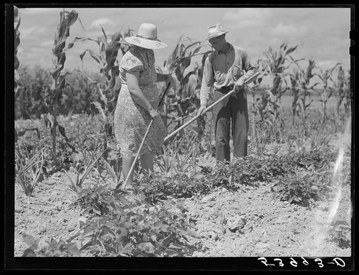 Untitled photo, possibly related to: Mr. and Mrs. John M. Washam hoeing in their garden. Transylvania Project, Louisiana