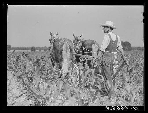 W.D. Anglin cultivating his corn with his pair of mares. Transylvania Project, Louisiana
