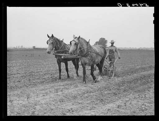 Untitled photo, possibly related to: W.D. Anglin cultivating his corn with his pair of mares. Transylvania Project, Louisiana