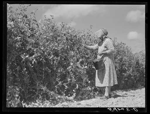 Mrs. Mattie Hart, mother-in-law of John M. Washam, picking English peas out of their home garden. Transylvania Project, Louisiana