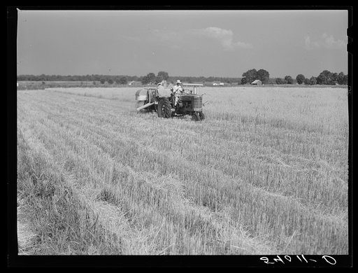 Untitled photo, possibly related to: Golus Skipper and A.L. Ross threshing Willy D. Anglin's oats with co-op association binder. Transylvania Project, Louisiana