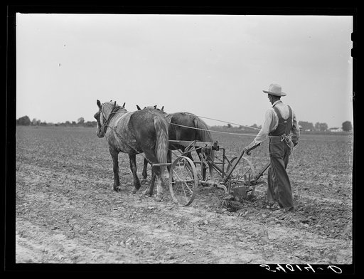 Untitled photo, possibly related to: W.D. Anglin cultivating his corn with his pair of mares. Transylvania Project, Louisiana