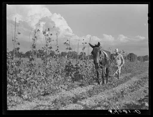 Mr. Thomas G. Smith cultivating in his garden. Transylvania Project, Louisiana