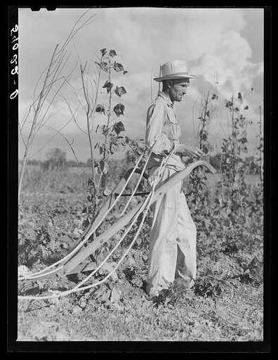 Mr. Thomas G. Smith lets his mule cool off while cultivating in his garden. Transylvania Project, Louisiana