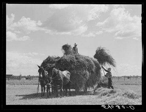 Loading hay on Transylvania Project, Louisiana