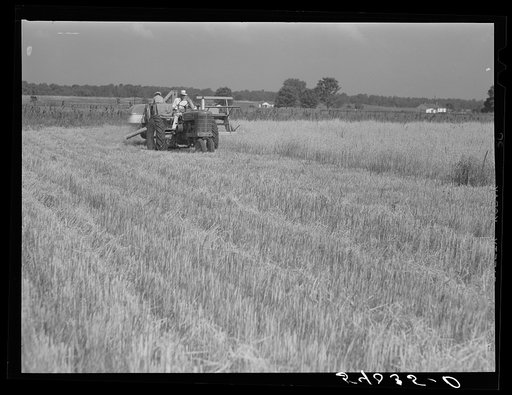 Golus Skipper and A.L. Ross threshing Willy D. Anglin's oats with co-op association binder. Transylvania Project, Louisiana