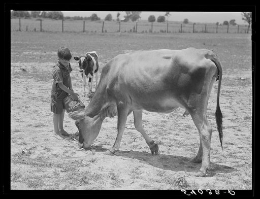 Willy D. Anglin's milk cow being fed by his son. Transylvania Project, Louisiana