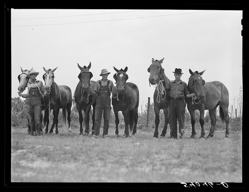 W.D. Anglin, H.H. Teague, and J.W. Brumley and their teams of mares. Transylvania Project, Louisiana
