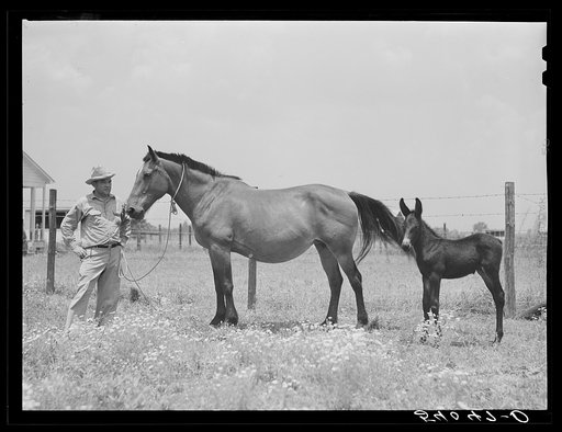 Golus Skipper with his mare and her mule colt. The project families are encouraged to raise their own mules and have a co-op jack. Transylvania Project, Louisiana