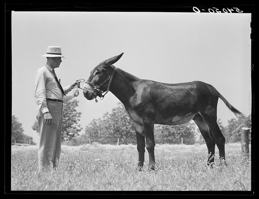 Untitled photo, possibly related to: Golus Skipper with his mare and her mule colt. The project families are encouraged to raise their own mules and have a co-op jack. Transylvania Project, Louisiana