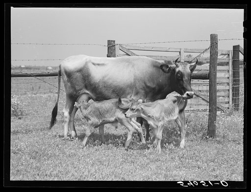 Charlie B. Thompson's cow and twin calves. Several of the project families are trying to build up a small dairy business, starting in by shipping sour cream. Transylvania Project, Louisiana