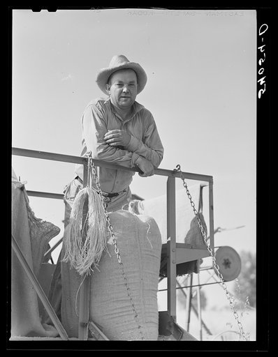 Golus Skipper on the co-op association's binder while threshing Willy Anglin's oats. Transylvania Project, Louisiana