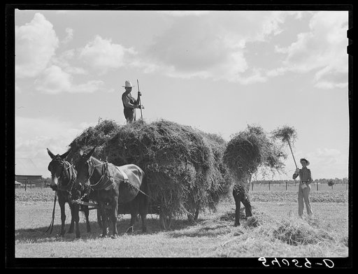 Untitled photo, possibly related to: Loading hay on Transylvania Project, Louisiana