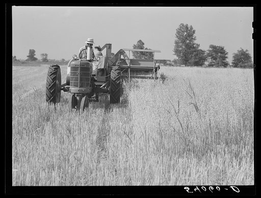 Golus Skipper and A.L. Ross threshing Willy D. Anglin's oats with co-op association binder. Transylvania Project, Louisiana
