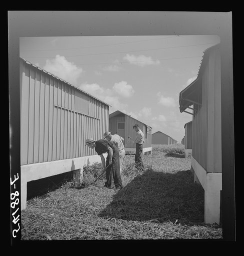 Camp members cutting the grass, cleaning up and making needed repairs during their work time. They pay one dollar a week for their shelters and must put in two hours additional work time at camp jobs. Osceola migratory labor camp, Belle Glade, Florida