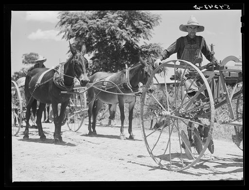 Untitled photo, possibly related to: Cultivators and teams leaving central barn at one o'clock to complete their field work during the afternoon. Terrebonne Project, Schriever, Louisiana