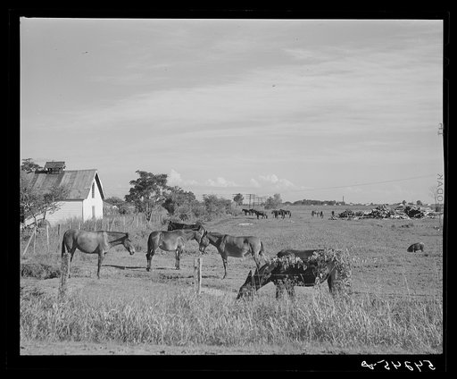 All the mules are kept at the central barn on the plantation at Terrebonne Project. Schriever, Louisiana