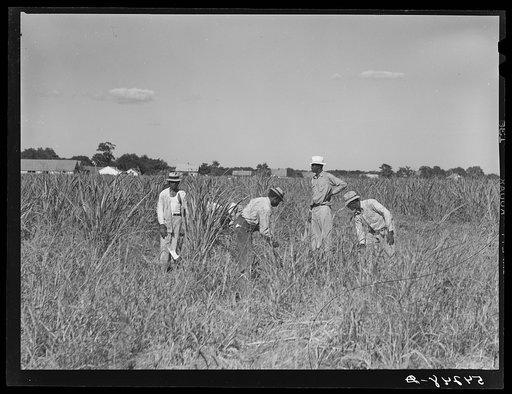 Cutting the grass out of the cornfields after long seige of excessive rains on Terrebonne Project. Schriever, Louisiana