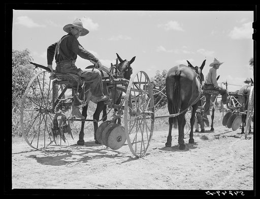 Cultivators and teams leaving central barn at one o'clock to complete their field work during the afternoon. Terrebonne Project, Schriever, Louisiana