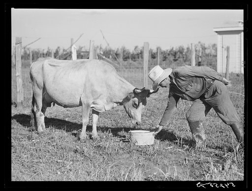 One of the members of the cooperative feeds one of his cows. Terrebonne Project, Schriever, Louisiana