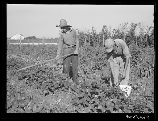 The sons of one of the co-op's members picking peas and trying to get the grass out of their garden after long seige of heavy rains. Terrebonne Project, Schriever, Louisiana