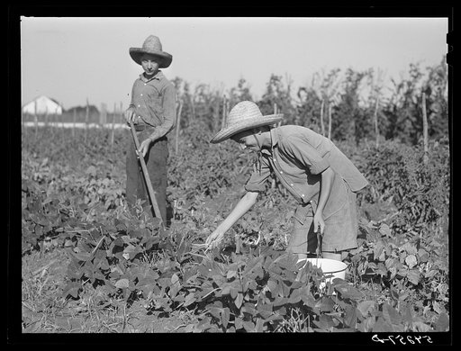 Untitled photo, possibly related to: The sons of one of the co-op's members picking peas and trying to get the grass out of their garden after long seige of heavy rains. Terrebonne Project, Schriever, Louisiana
