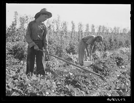 Untitled photo, possibly related to: The sons of one of the co-op's members picking peas and trying to get the grass out of their garden after long seige of heavy rains. Terrebonne Project, Schriever, Louisiana