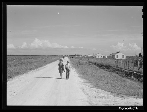 Homes and cane field on Terrebonne Project. Schriever, Louisiana