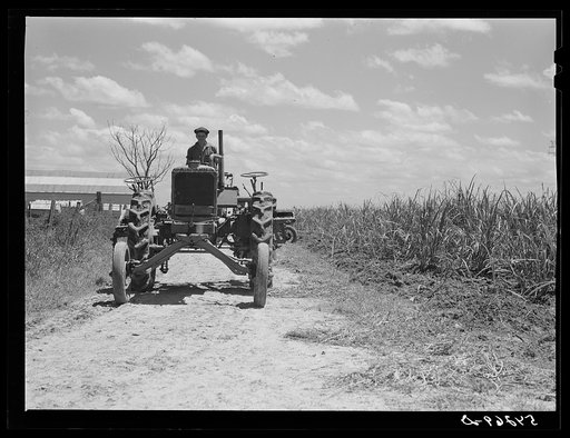 Tractors going to cultivate the sugarcane fields at one o'clock. Terrebonne Project, Schriever, Louisiana