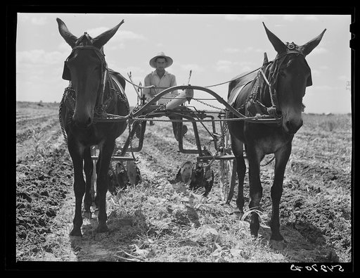 Cultivating a field on Terrebonne Project. Schriever, Louisiana