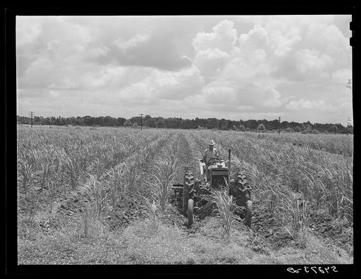 One of the tractors cultivating sugarcane on Terrebonne Project. Schriever, Louisiana