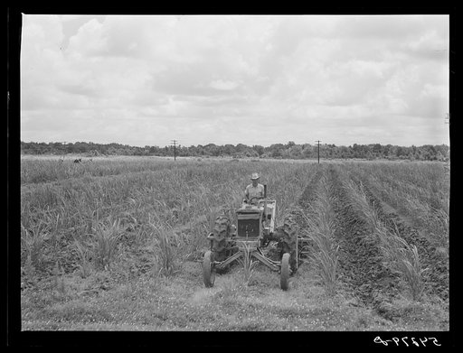 Untitled photo, possibly related to: One of the tractors cultivating sugarcane on Terrebonne Project. Schriever, Louisiana
