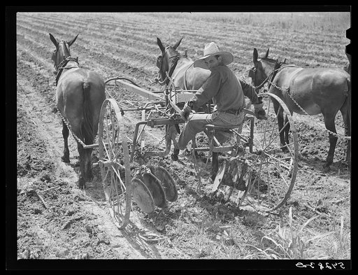 Cultivating a field on Terrebonne Project. Schriever, Louisiana