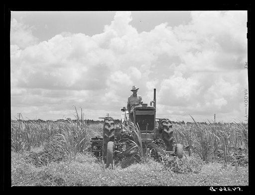 One of the tractors cultivating sugarcane. Terrebonne Project, Schriever, Louisiana