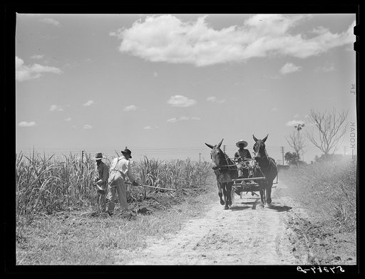 A team and cultivator going to a field, with men chopping the grass out of the sugarcane after long excessive rains. Terrebonne Project, Schriever, Louisiana