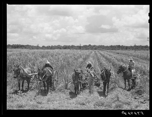 Untitled photo, possibly related to: The work foreman, chosen by members of the cooperative from among their own group, supervising the cultivation of the sugarcane. Terrebonne Project, Schriever, Louisiana