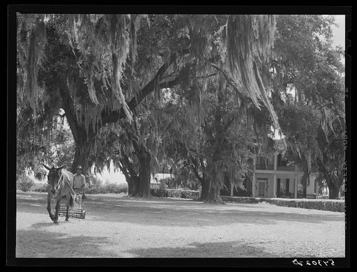 Cutting the lawn on an old plantation, with antebellum home in background. Near Schriever, Louisiana