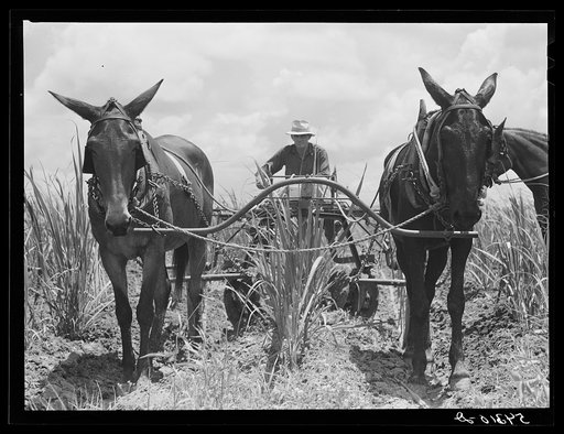Cultivating sugarcane. Terrebonne Project, Schriever, Louisiana