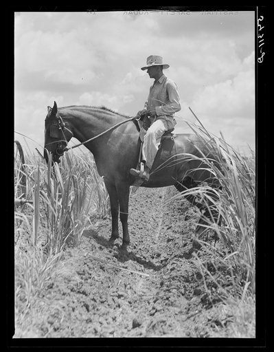 The work foreman, chosen by members of the cooperative from among their own group, supervising the cultivation of the sugarcane. Terrebonne Project, Schriever, Louisiana