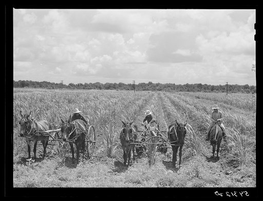 The work foreman, chosen by members of the cooperative from among their own group, supervising the cultivation of the sugarcane. Terrebonne Project, Schriever, Louisiana