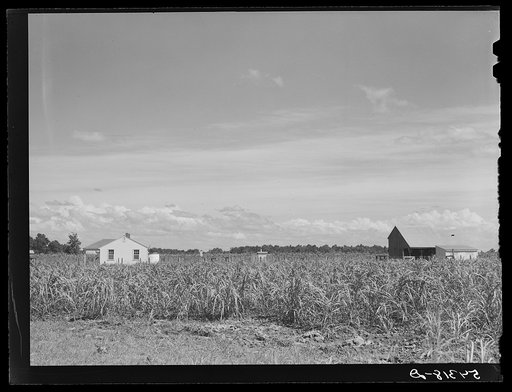 Project home, barns and cane field. Terrebonne Project, Schriever, Louisiana