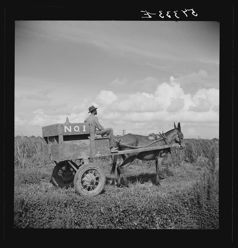 Untitled photo, possibly related to: Terrebonne Project, Schriever, Louisiana