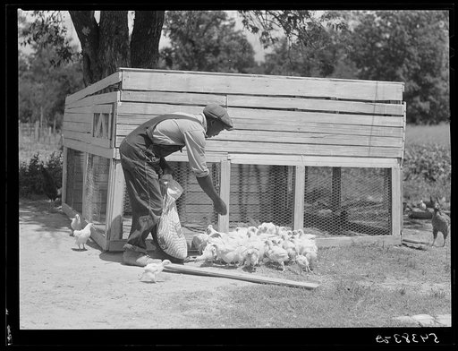 Untitled photo, possibly related to: Bayou Bourbeaux plantation operated by Bayou Bourbeaux farmstead association, a cooperative established through the cooperation of the FSA (Farm Security Administration)