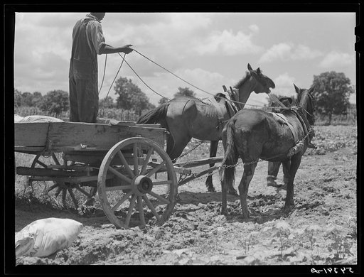 Untitled photo, possibly related to: Bayou Bourbeaux plantation operated by Bayou Bourbeaux farmstead association, a cooperative established through the cooperation of the FSA (Farm Security Administration)