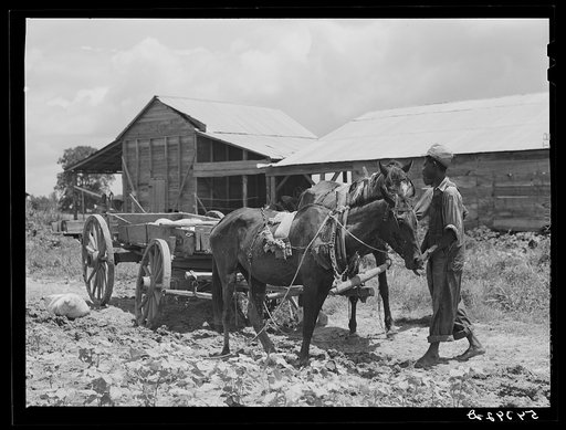 Untitled photo, possibly related to: Bayou Bourbeaux plantation operated by Bayou Bourbeaux farmstead association, a cooperative established through the cooperation of the FSA (Farm Security Administration)