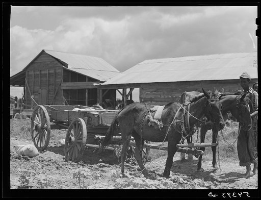 Untitled photo, possibly related to: Bayou Bourbeaux plantation operated by Bayou Bourbeaux farmstead association, a cooperative established through the cooperation of the FSA (Farm Security Administration)